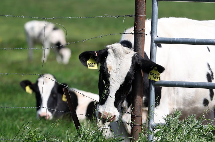 Black and white cows with yellow tags in ears graze in a pasture