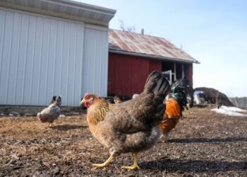 Bird flu flares up again in Michigan poultry – an infectious disease expert explains the risk to humans, chickens, cows and other animals