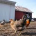 Bird flu flares up again in Michigan poultry – an infectious disease expert explains the risk to humans, chickens, cows and other animals