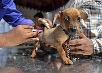 Vaccine hesitancy among pet owners is growing – a public health expert explains why that matters