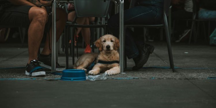 Just having a pet doesn’t help mental health – but pet-owners with secure relationships with their pets are less depressed