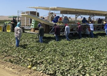 Providing farmworkers with health insurance is worth it for their employers − new research