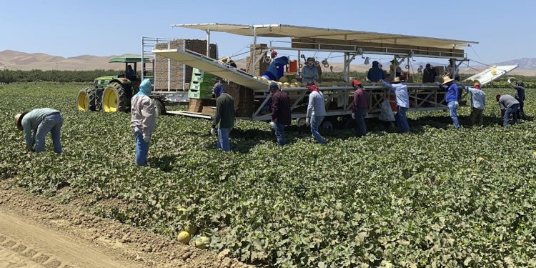 Providing farmworkers with health insurance is worth it for their employers − new research