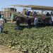 Providing farmworkers with health insurance is worth it for their employers − new research