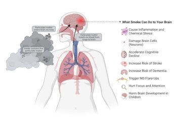 Wildfire smoke can harm your brain, not just your lungs