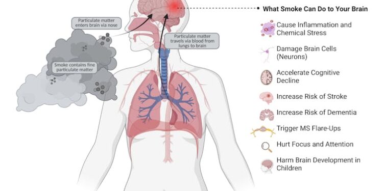 Wildfire smoke can harm your brain, not just your lungs