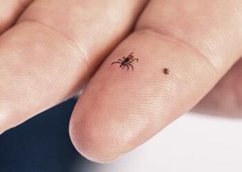 Ticks carry decades of history in each troublesome bite