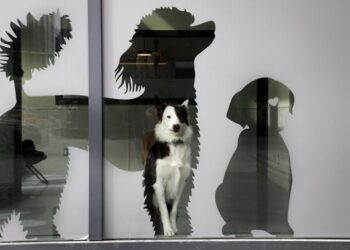 Pets don’t necessarily improve their owners’ well-being