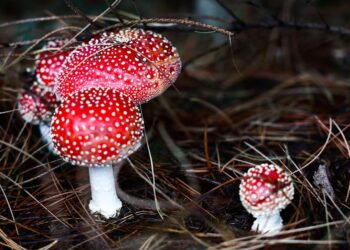 The growing fad of ‘microdosing’ mushrooms is leading to an uptick in poison control center calls and emergency room visits