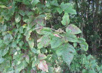 A toxicologist’s guide to poison ivy’s itch and bee stings’ burning pain – 2 examples of nature’s chemical warfare