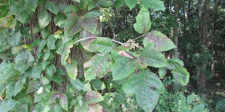 A toxicologist’s guide to poison ivy’s itch and bee stings’ burning pain – 2 examples of nature’s chemical warfare