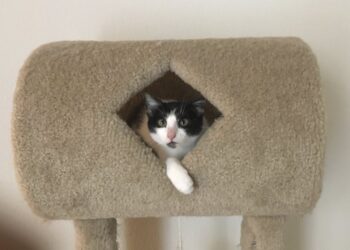 Declawing cats causes them lifelong pain. It’s time to ban the practice