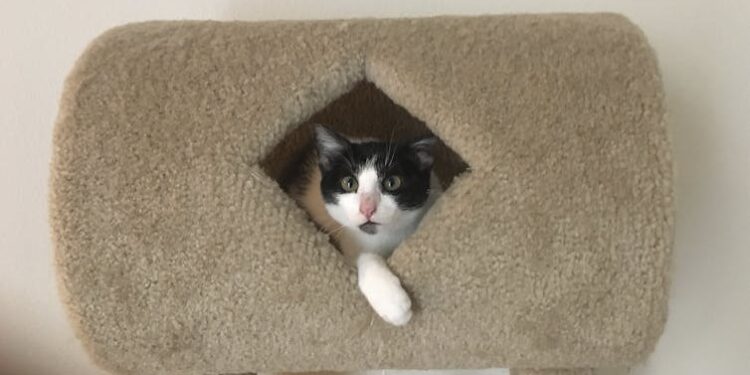 Declawing cats causes them lifelong pain. It’s time to ban the practice