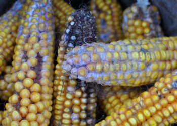 Why you can salvage moldy cheese but never spoiled meat − a toxicologist advises on what to watch out for