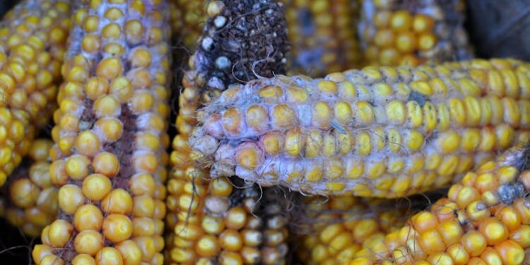 Why you can salvage moldy cheese but never spoiled meat − a toxicologist advises on what to watch out for