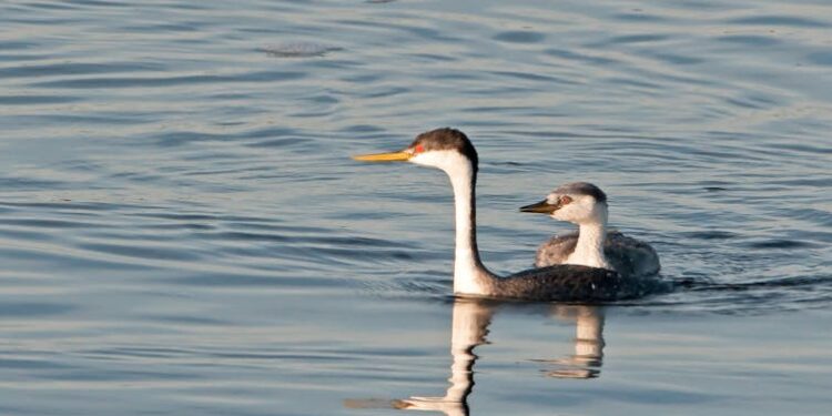 How we’re tracking avian flu’s toll on wildlife across North America