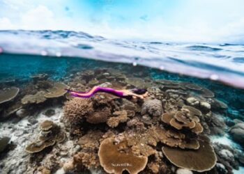 Meet the merpeople: ‘Once I put the tail on, my life was changed forever’