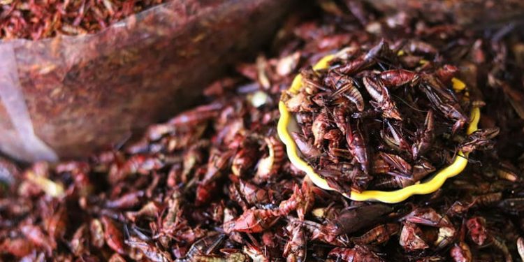 Eating insects: A sustainable solution or an overhyped idea?