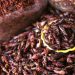 Eating insects: A sustainable solution or an overhyped idea?