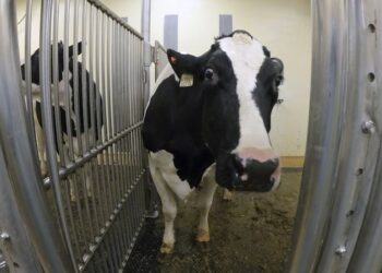 Viral outbreaks are always on the horizon – here are the viruses an infectious disease expert is watching in 2026