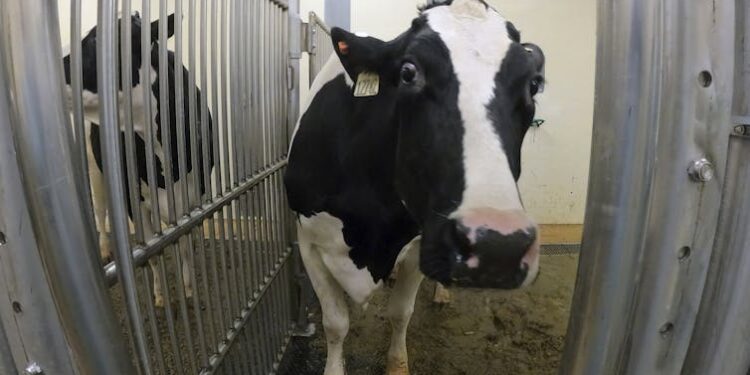 Viral outbreaks are always on the horizon – here are the viruses an infectious disease expert is watching in 2026