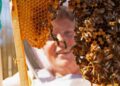 Office buzz: UK employers turn to beehives to boost workplace wellbeing