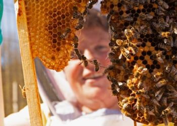 Office buzz: UK employers turn to beehives to boost workplace wellbeing