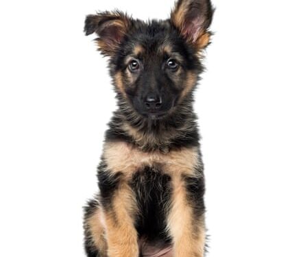 Wickes kitchen fitting was a recipe for disaster