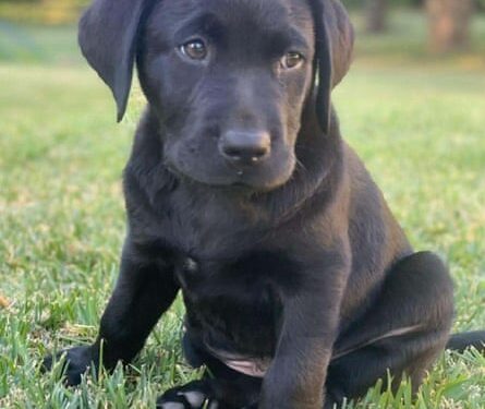 Canine carer: how guide dog school dropout Marcus came to comfort cancer patients for a living
