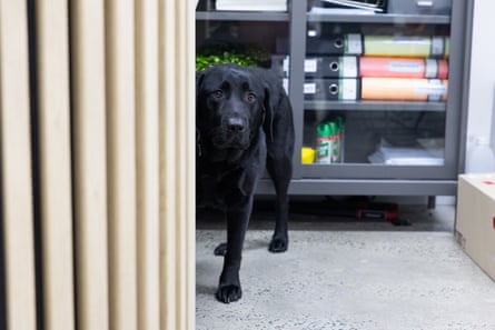 Therapy dog Marcus works with clients at Cancer Fit in St Leonards