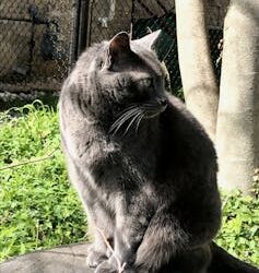 What pet cats can tell us about human cancer