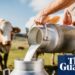 Making a splash: demand for raw and ‘brewed’ milk growing in UK