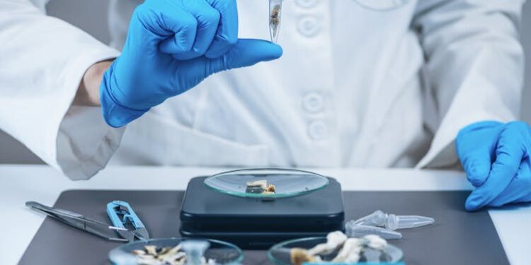 Psilocybin mushrooms are going mainstream, but scientific research and regulation lag behind