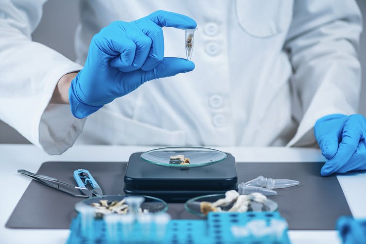 Person in a white coat and blue-gloved hand holding up a vial of leafy material.