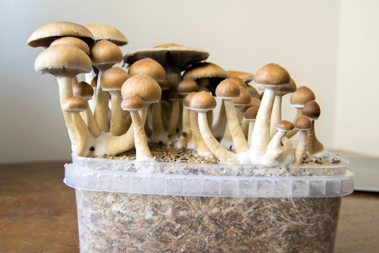 Psychedelic magic mushrooms growing at home in a plastic container.