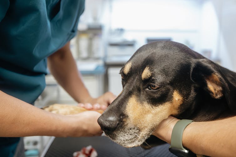 Dog resting head against person's arm while vet inspects a front leg