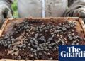 Readers reply: Which organisms are most beneficial to humans without us realising?