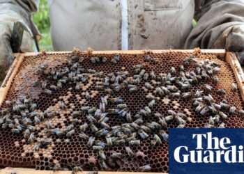 Readers reply: Which organisms are most beneficial to humans without us realising?