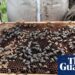Readers reply: Which organisms are most beneficial to humans without us realising?