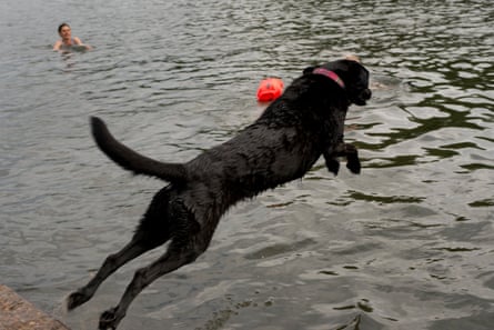 A dog leaps into the river