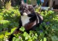 Six ways to improve your cat’s one wild and precious life