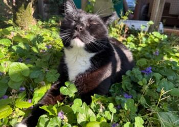 Six ways to improve your cat’s one wild and precious life