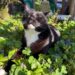 Six ways to improve your cat’s one wild and precious life