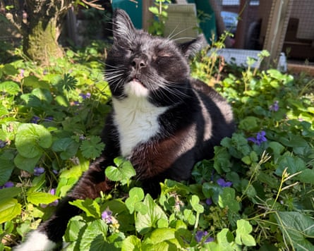 Six ways to improve your cat’s one wild and precious life