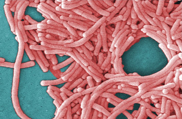 Dozens of pink wormlike shapes piled on teal surface