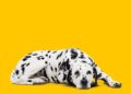 13 surprising reasons you’re always dog tired – and what to do about it
