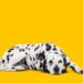 13 surprising reasons you’re always dog tired – and what to do about it