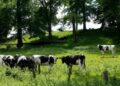 Man in his 70s dies after being injured by cattle on Norfolk estate