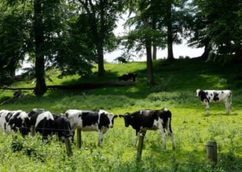 Man in his 70s dies after being injured by cattle on Norfolk estate