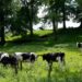 Man in his 70s dies after being injured by cattle on Norfolk estate